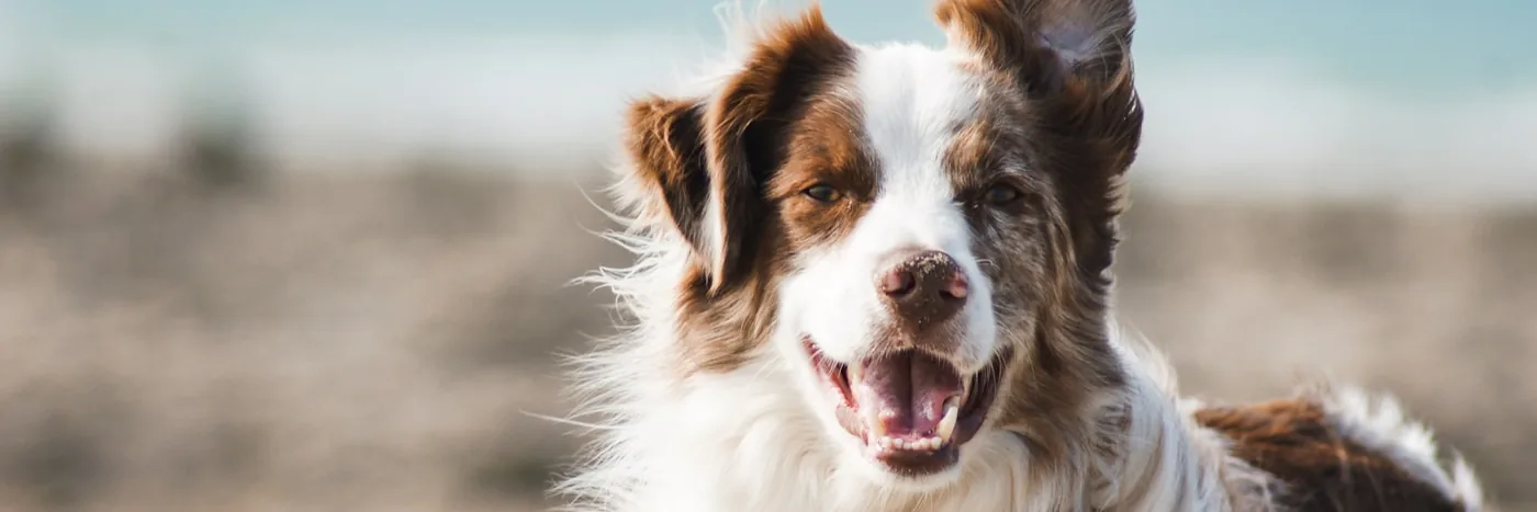 Happy dog with owner outdoors